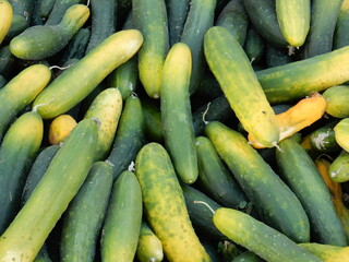 cucumbers in the field