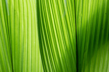 Spring Concept, close-up of bright green palm leaves