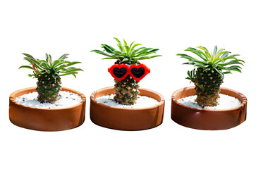 Mini Cactus plant in the pot isolate on transparent background.