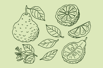 Bergamot fruit and leaves naive hand drawn vector illustration set