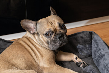 Adorable brown French bulldog relaxes on his cozy bed, gazing directly at the camera with charming,...