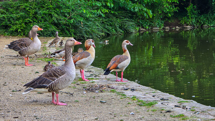 Nilgänse und Wildgänse am Teich im Großen Garten Dresden

