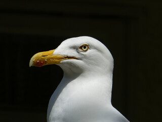 Nature Photography: Close-Up Portrait of a Herring Gull in Natural Light

