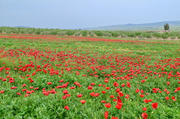 Colorful Field of Red Poppies During Springtime in Tunisia