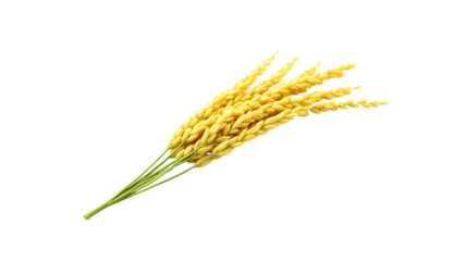 rice png
