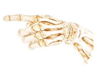 Skeletal hand pointing