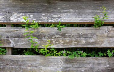 Green branches growing through horizontal wooden fence boards. Natural texture, garden background