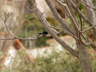 Black Redstart on the branch of a tree