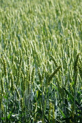 Gesunder Weizen wächst auf dem Feld (Triticum aestivum).

