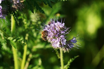 Ein aus der Nähe sichtbares Insekt, das auf einer violetten Phacelia sitzt.