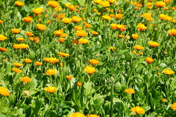 Ringelblumen (Calendula officinalis)

