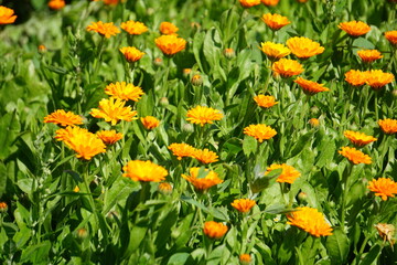 Ringelblumen (Calendula officinalis)

