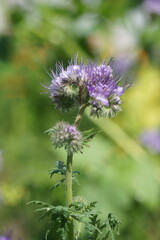 Phacelia, eine Zwischenfrucht, die den Boden verbessert (Phacelia tanacetifolia).

