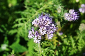 Phacelia als Zwischenfrucht im Garten. Phacelia aus der Nähe.