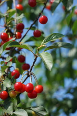 Viele Kirschen am Zweig. Ernte und Anbau von Bio-Kirschen.