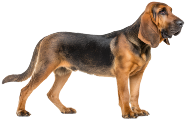 Bloodhound dog standing, side view full body isolated on transparent background