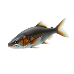 Fototapeta premium fish isolated on white background