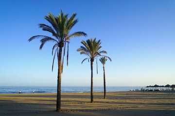 palm trees on the beach during sunset, vacation, holiday, trip, Spain