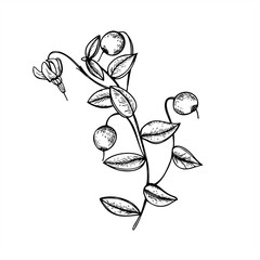 Cranberry branch with berries, flowers and leaves monochrome vector line ink illustration. Wild swamp berry for organic food packaging, holiday decoration, botanical design, rustic winter themes