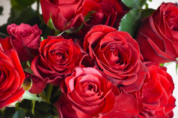 赤い薔薇