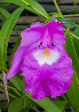 Beautiful close-up of sobralia macrantha