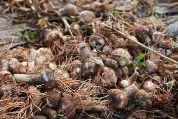 an organically grown garlic plantation in a vegetable garden