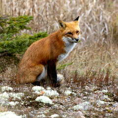 Red fox Vulpes vulpes sitting in his environment 