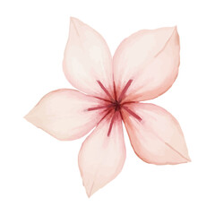 watercolor pink flower isolated on white