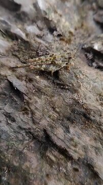 Water grasshoppers (tetrix bipunctata) are usually found on the banks of rivers and lakes or around other water areas.