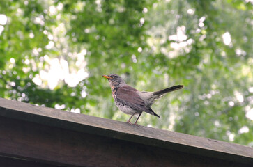 Obraz premium Fieldfare bird (Turdus pilaris) standing on the wooden fence against green trees in summertime .Wild birds, nature, fauna, wildlife, protection.