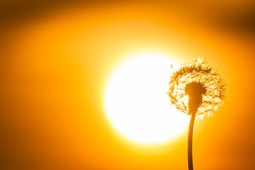 Stunning sunset view of a dandelion flower against the vibrant sky in Sweden