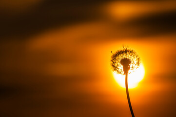 Sunset silhouette of a dandelion flower against the vibrant sky in Sweden