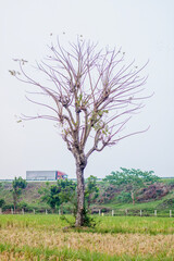 dry tree in the middle of rice field with background of truck driving on toll road