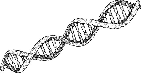 Detailed black and white hand-drawn dna double helix illustration. Vector illustration
