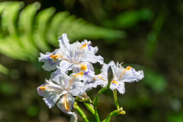 日差しを浴びて咲く清楚なシャガの花