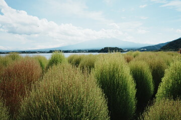 green grass and blue sky