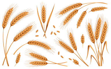 Detailed Illustration of Wheat Golden Ears, Grains, and Stalks