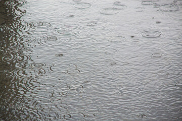 水たまりに落ちる雨粒が作る波紋