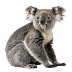 Naklejka premium Koala bear isolated on transparent background sitting and looking forward
