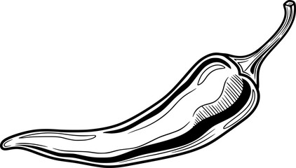 Hand-drawn black and white illustration of a single chili pepper. Vector illustration
