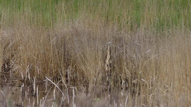 American Bittern camouflaged in a marsh, with ambient sound, part 2 of 3
