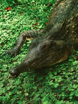 Crocodile