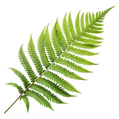 A green fern leaf isolated on transparent background shows intricate details