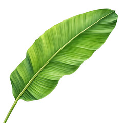 Single green banana leaf isolated on transparent background