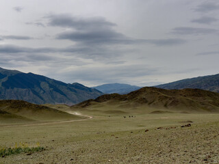 Vibrant wildflowers in a rocky, mountainous landscape with a herd of horses grazing in the distance and a winding mountain road, ideal for nature and wilderness themes.