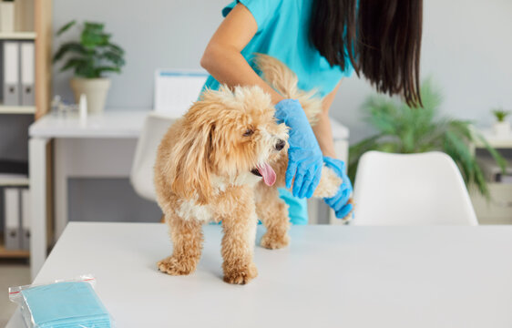 Cropped shot female veterinary nurse carefully examining maltipoo dog standing on table. Friendly doctor checking up hind leg of furry pet, looking for injury during medical exam in veterinary clinic.