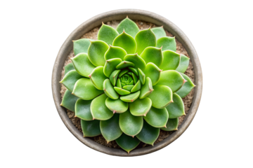 Top view of green echeveria succulent plant in a gray pot isolated echeveria, succulent, plant, potted plant, top view, green, rosette, black background, isolated, pot, gray, natural, nature, flora