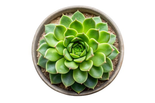 Top view of green echeveria succulent plant in a gray pot isolated echeveria, succulent, plant, potted plant, top view, green, rosette, black background, isolated, pot, gray, natural, nature, flora