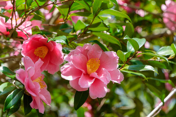 日差しを浴びて咲くピンクの椿の花