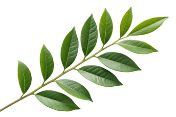 Fototapeta premium Fresh green tree branch with leaves isolated on PNG background close up, leaf, leaves, branch, tree, green, plant, nature, foliage, isolated, black, closeup, botanical, botany, detail, flora, natural